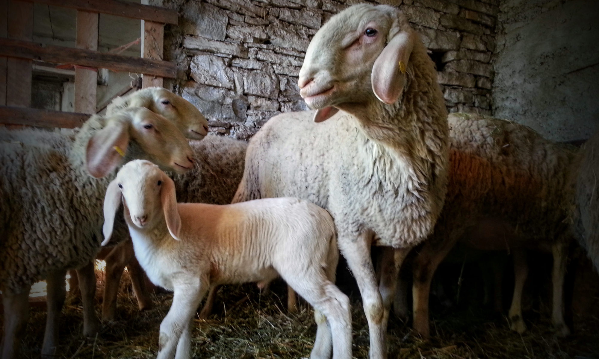 Vigo Farm Società agricola